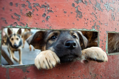 Close-up portrait of dog by wall