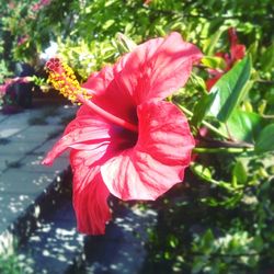 Close-up of red flower