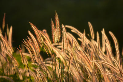 Close-up of stalks in field