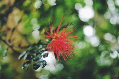 Close-up of flowers against blurred background