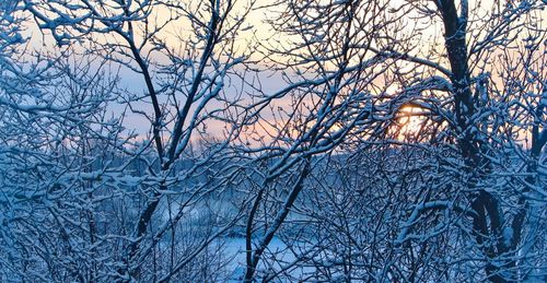 Bare trees on snow covered land