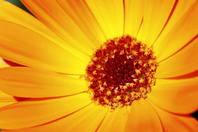 Full frame shot of yellow flower blooming outdoors