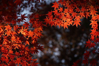 Low angle view of maple leaves on tree during autumn