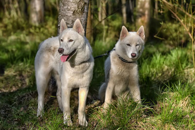 View of two dogs on field