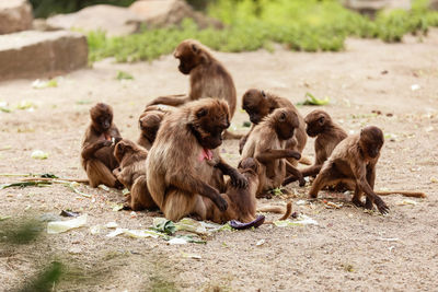 Monkeys sitting on a field