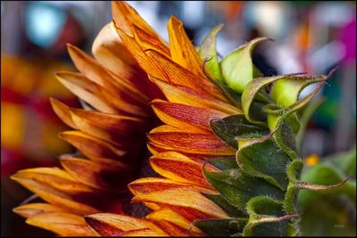 Close-up of plant