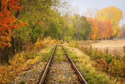 Railroad track amidst trees during autumn