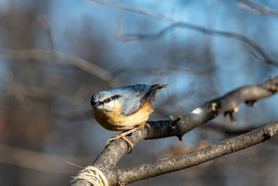 Close-up of bird perching on branch