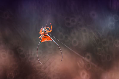 Long-horned orb-weaver spider lives predominantly in primary forest. 