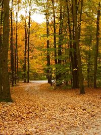 Trees in forest