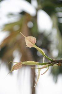 Close-up of white flowering plant