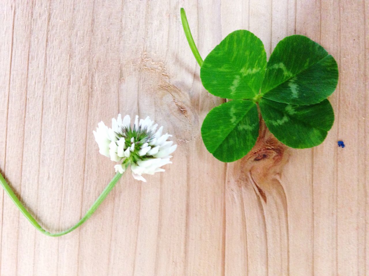 flower, freshness, leaf, wood - material, high angle view, table, indoors, growth, fragility, white color, petal, close-up, plant, wooden, green color, nature, flower head, beauty in nature, directly above, no people