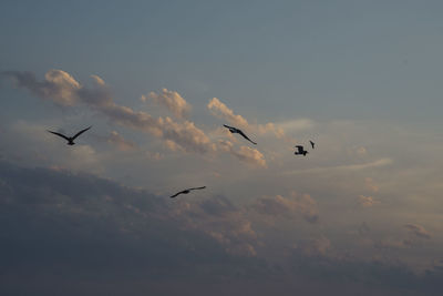 Low angle view of birds flying against sky