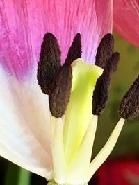 Close-up of pink flower