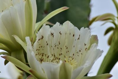 Close-up of white flowering plant