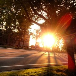 Sun shining through trees