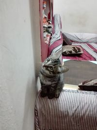 Cat on blanket