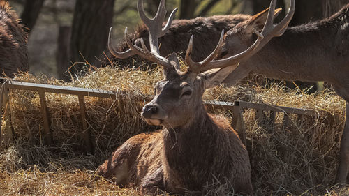 Deer in a field