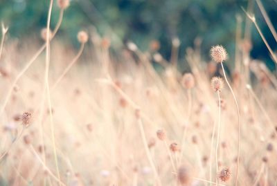 Close-up of flowers growing in field