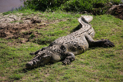 High angle view of giraffe on field