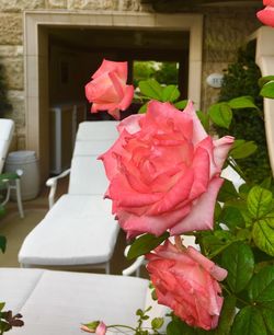 Close-up of pink roses