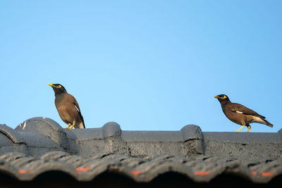 Acridotheres two perched on the roof.