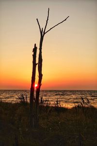 Silhouette plant on beach against sky during sunset