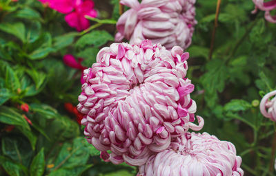 Close-up of pink rose flower