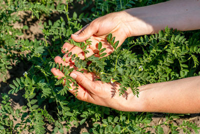 Woman shows chickpeas in close up. chickpea are growing on the field