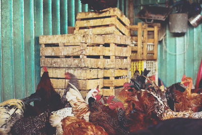 Chickens in market stall for sale