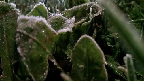 Close-up of frozen plants