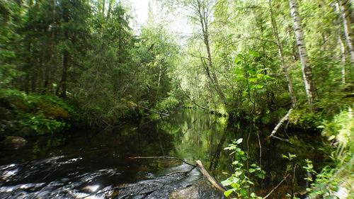 Scenic view of waterfall in forest