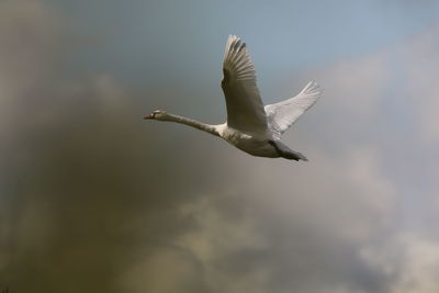 Low angle view of a swan flying