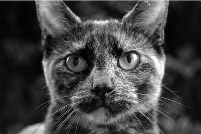 Close-up portrait of cat