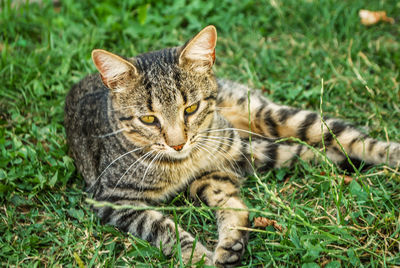 Close-up portrait of cat sitting on field