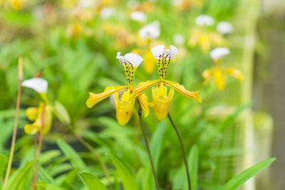 Close-up of yellow flowering plant in field