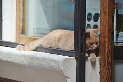 Cat resting on a window