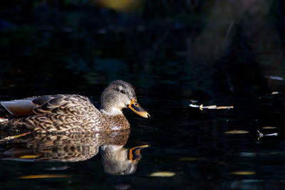 Close-up of a duck swimming in a pond.