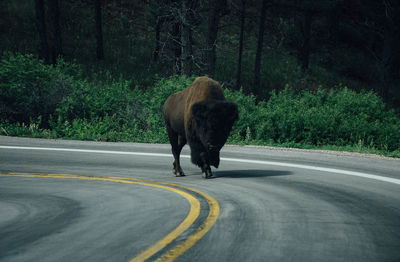 Buffalo on road against trees