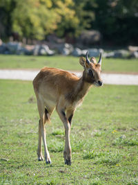 Deer standing on field