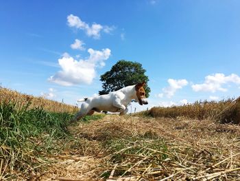 Dogs on field against sky