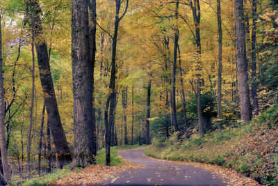 Road amidst trees in forest during autumn