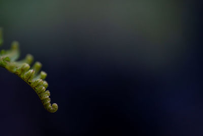 Close-up of plant growing against black background