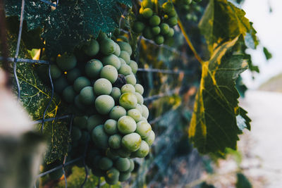 Close-up of grapes growing in vineyard