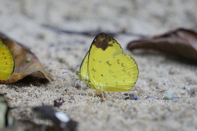 Close-up of yellow butterfly on land