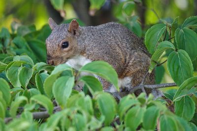 Close-up of squirrel on tree