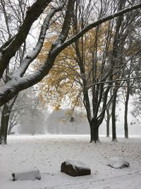 Bare trees on snow covered landscape