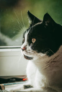 Close-up of a cat looking away