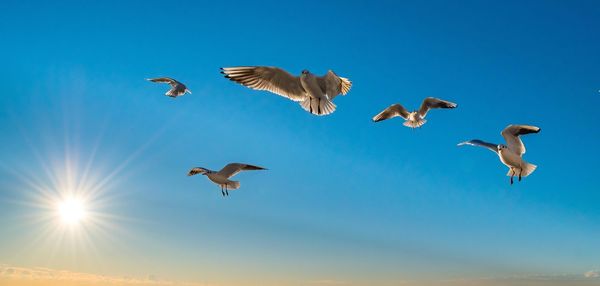 Low angle view of seagulls flying