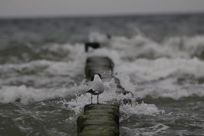 Seagull perching on railing